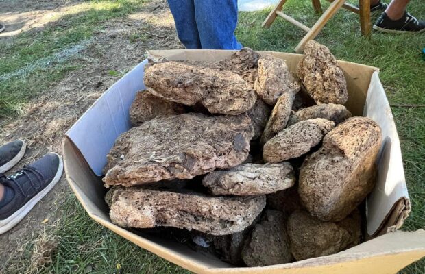 Cow Chip Throwing Contest Results Cow Chip Throwing Contest Results