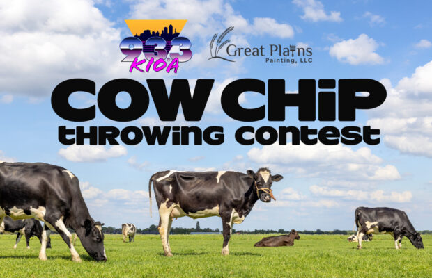 Cow Chip Throwing Contest